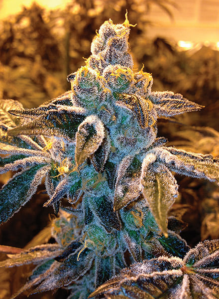 Candyland Seeds