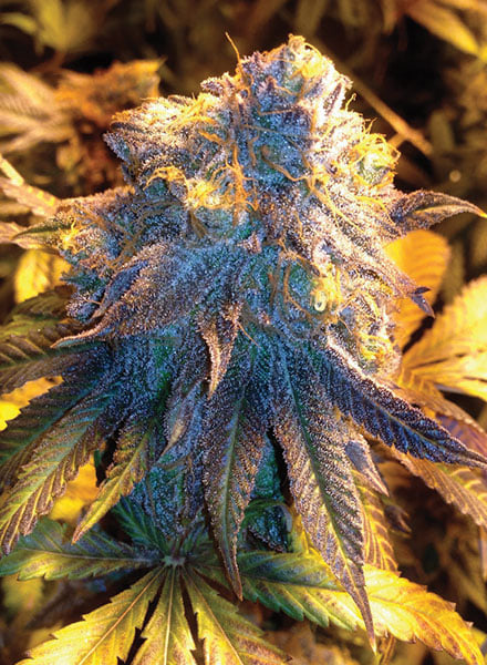 Purple Dream Seeds