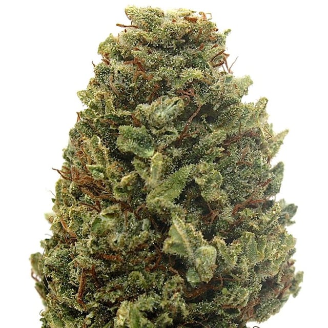 Suzi Q "High CBD"