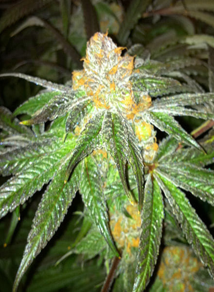 GrandDaddy Purple Clone