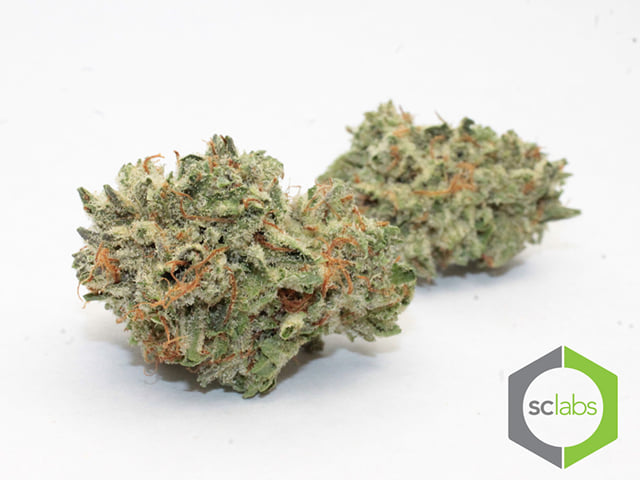 MK Ultra