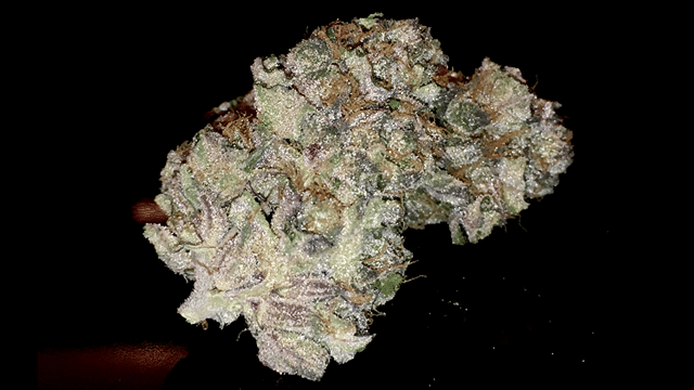 Gelato