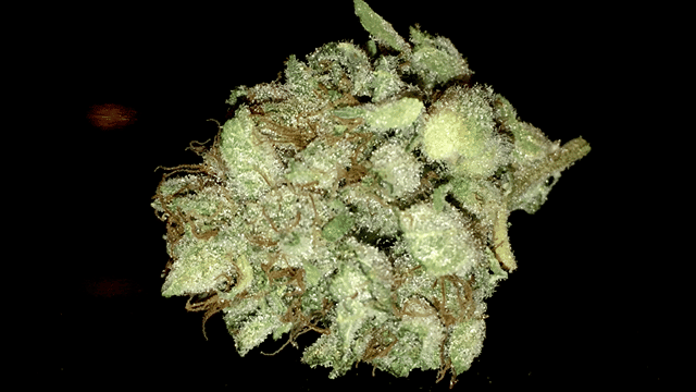 Gorilla Glue #4
