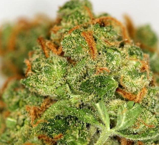 Green Crack