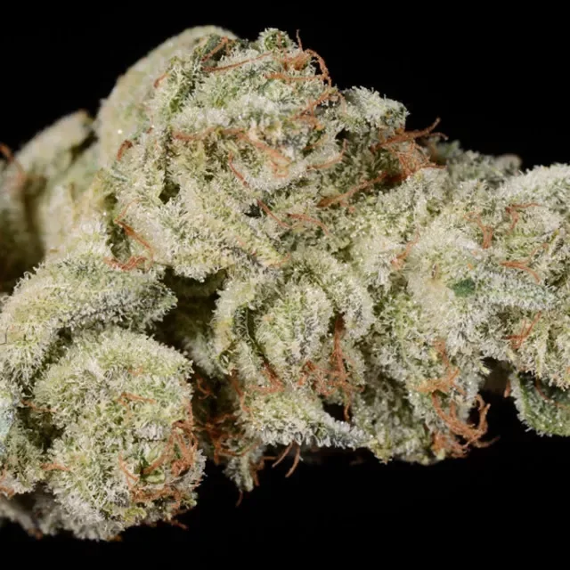 Gorilla Glue