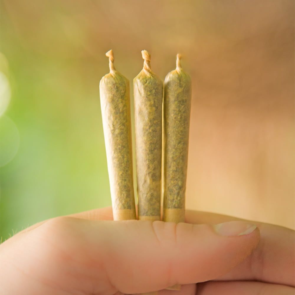 Mango Pre-rolls