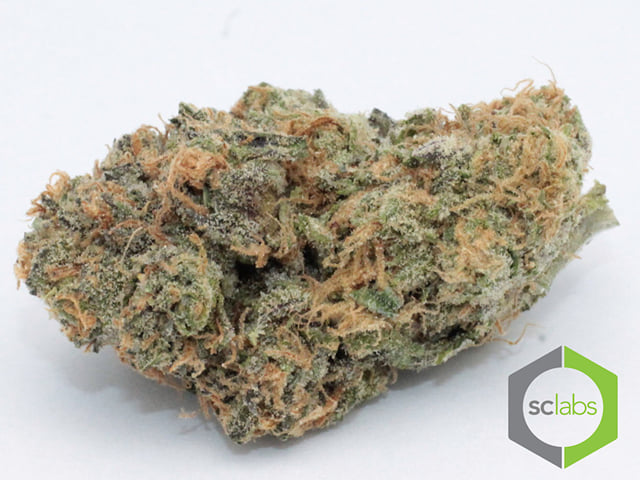Mendo Breath