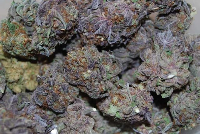 GRAND DADDY PURPLE