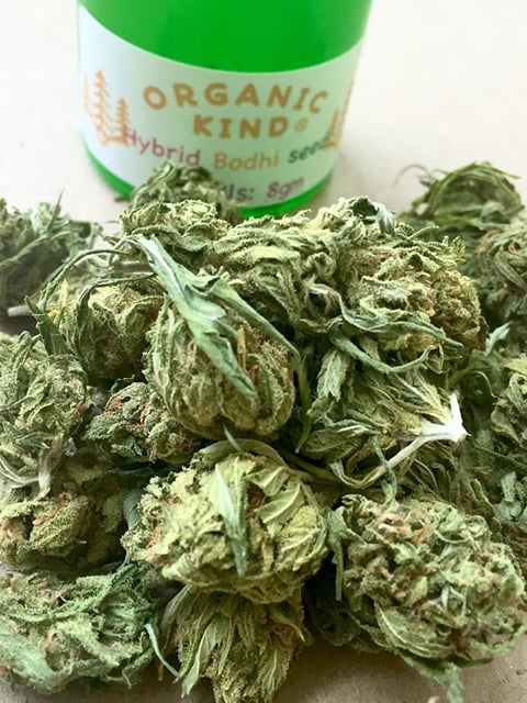 Hybrid Bodhi Seed Smalls