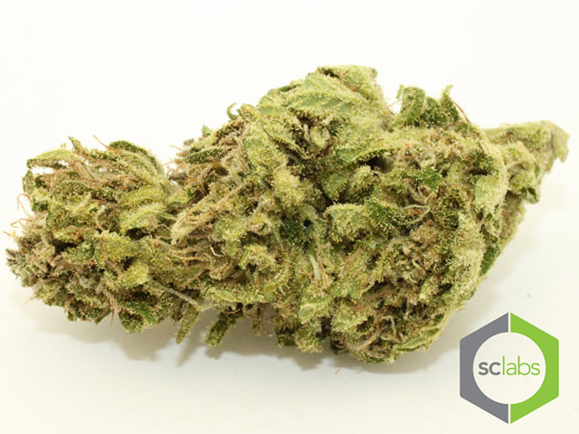 G-13
