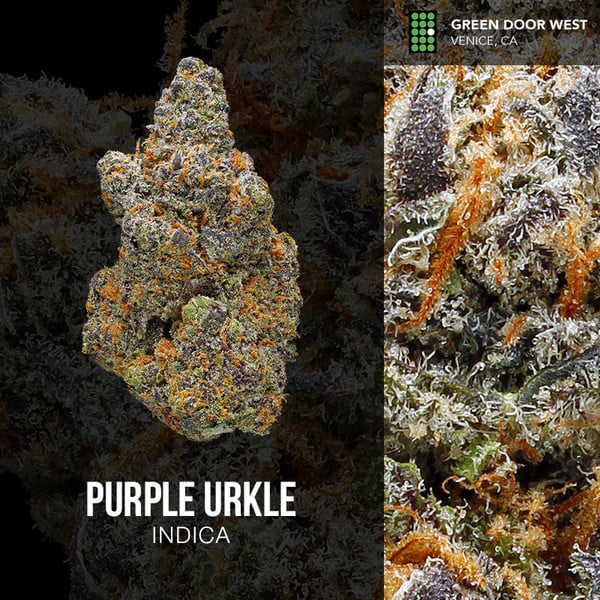 Purple Urkle