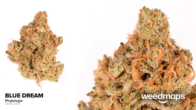 Blue Dream