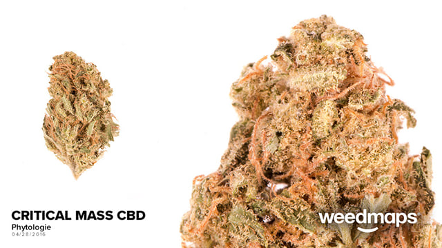 Critical Mass CBD
