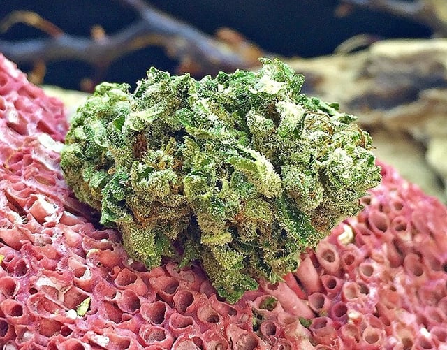 Black Lavender