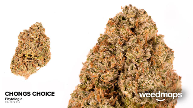 Chong's Choice Og Kush