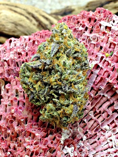 99's Girl Scout Cookie x Bubba Kush (Indoor)