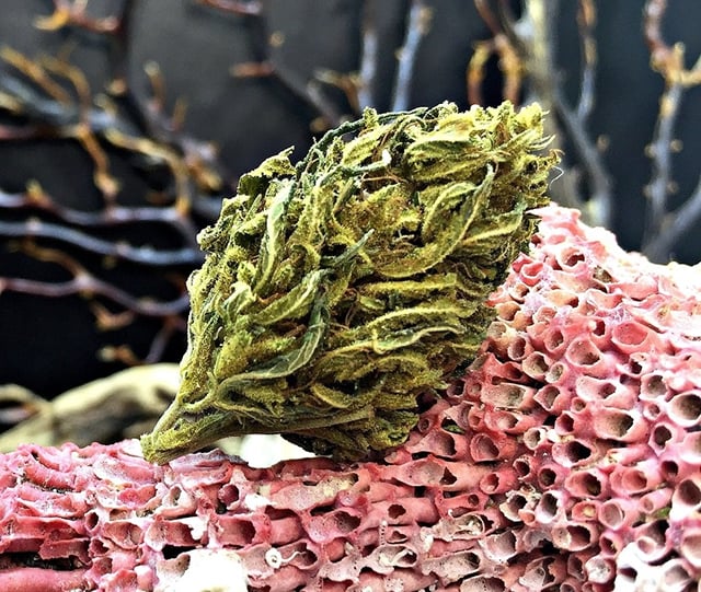 Pure Kush