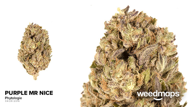 Purple Mr. Nice
