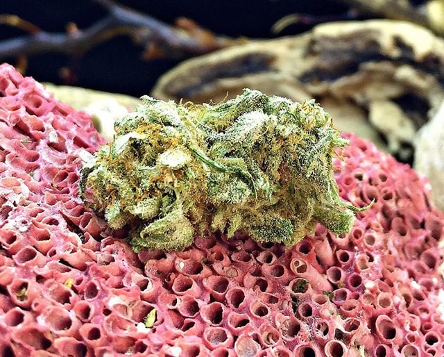 Blackberry Kush Popcorn