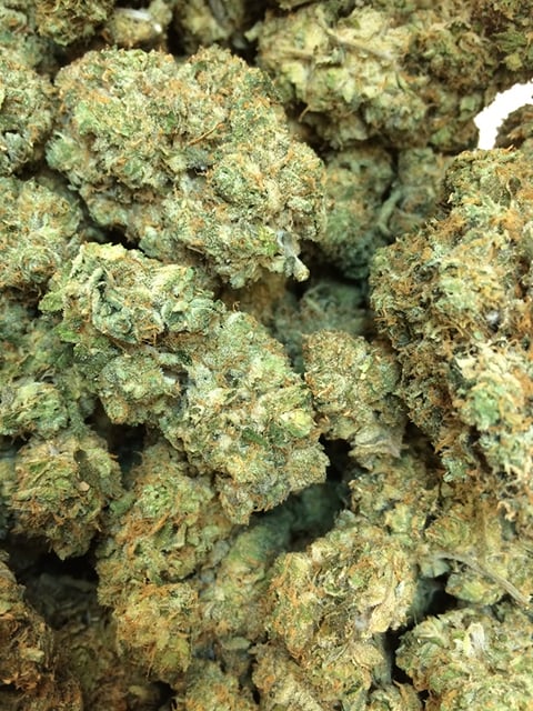 Animal Cookies