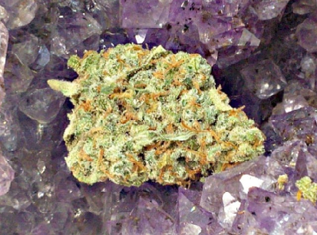 99's Jack Herer