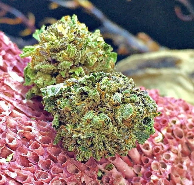 Master Kush