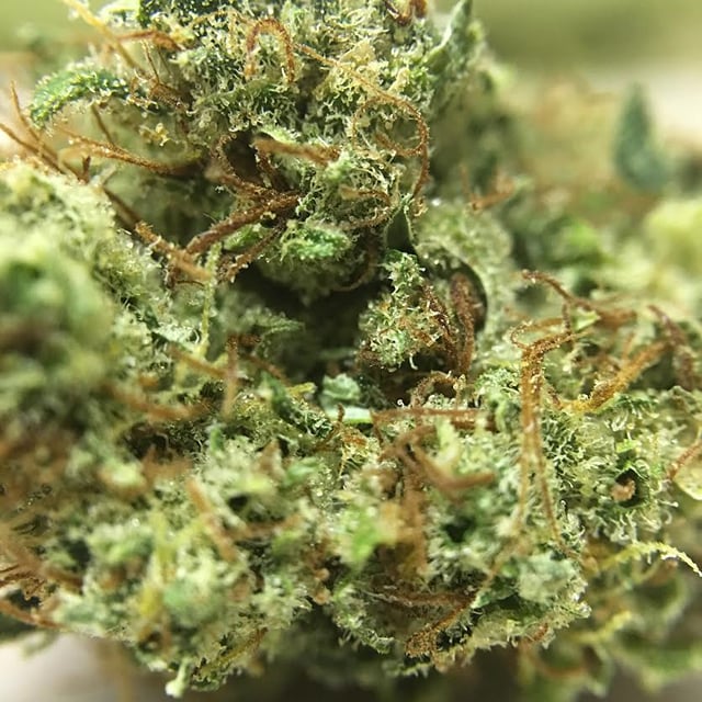 Dutch Treat