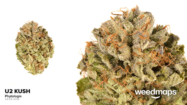 U2 Kush