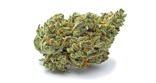 White Buffalo