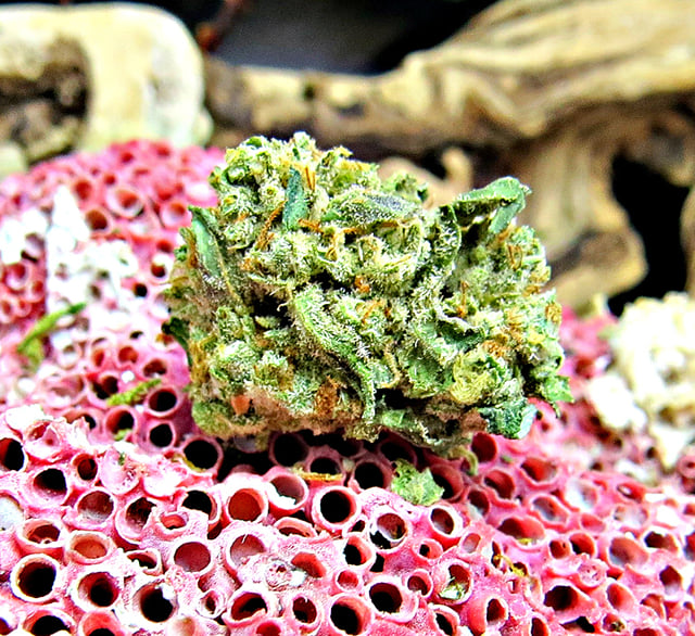 99 Girl Scout Cookie X Bubba Kush popcorn