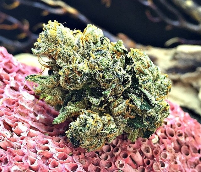High Tide's Pure Kush