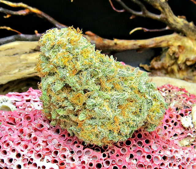 99's Blackberry Kush