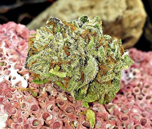 99's Platinum Bubba Kush