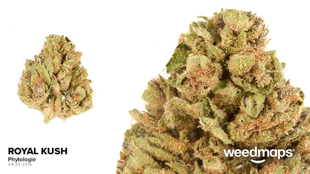Royal Kush