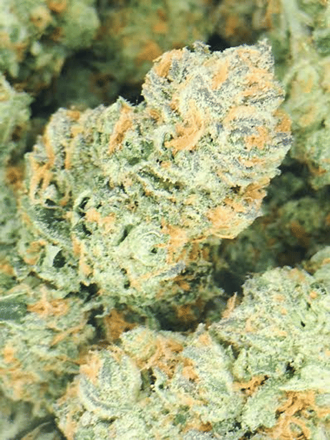 Samoa Cookies***4.5 Gram 1/8 Special***