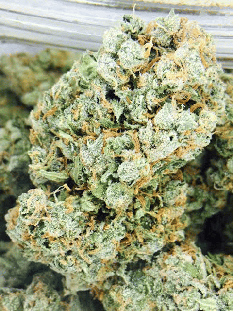 Jack Herer