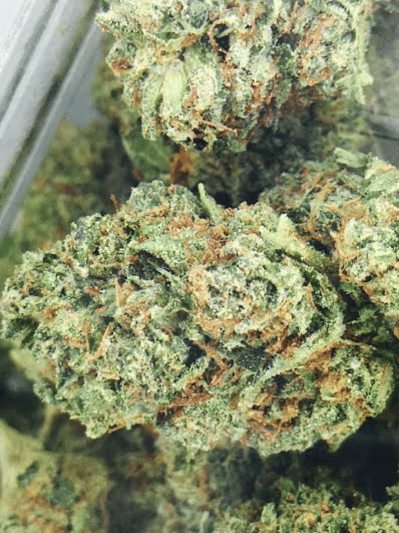 Nightshade OG