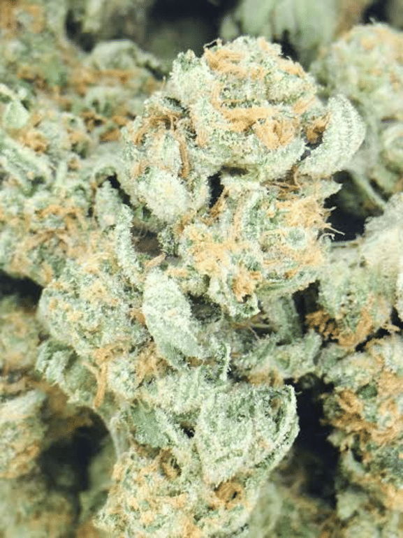 Sugar Cookie
