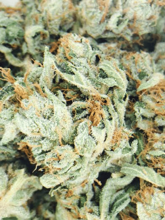 Platinum Kosher OG