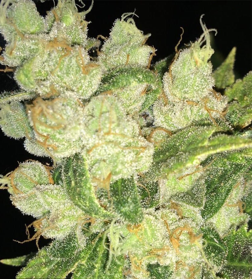 Sour OG