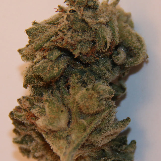 Gorilla Glue
