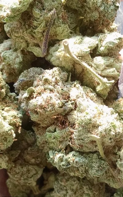Sour Cheese