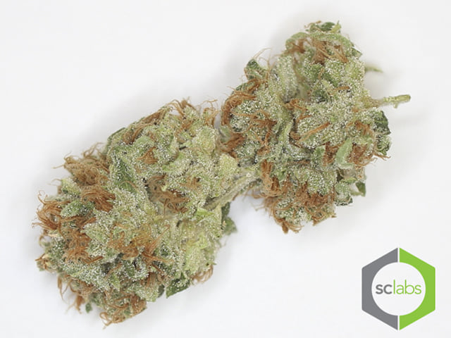 Black Domina