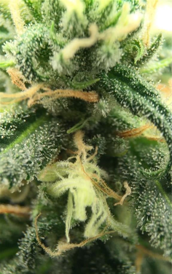 Blue Dream