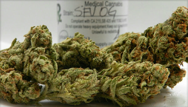 SFV OG KUSH