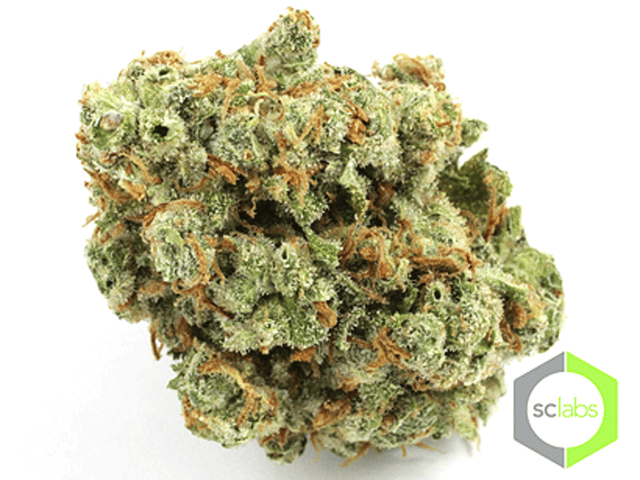 Jack Herer