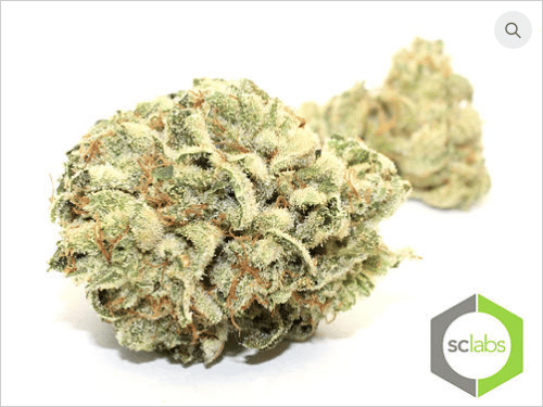 Gorilla Glue #4 (IH)