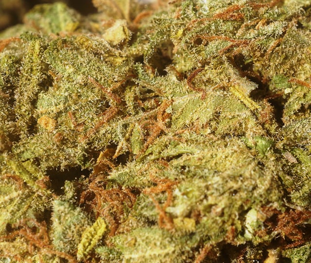 Tangie