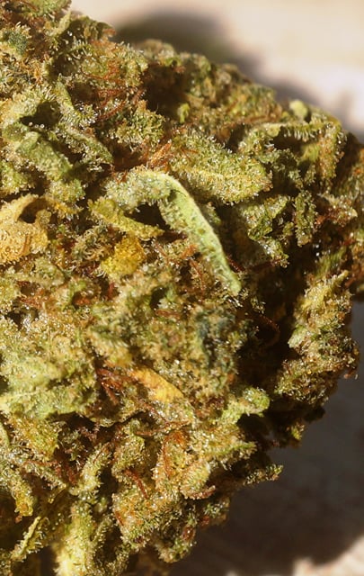 Gorrilla Glue #4