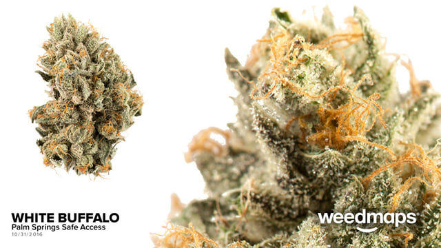 White Buffalo